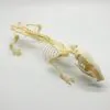 Common Rat Rattus norvegicus Full Skeleton - TaxidermyArtistry