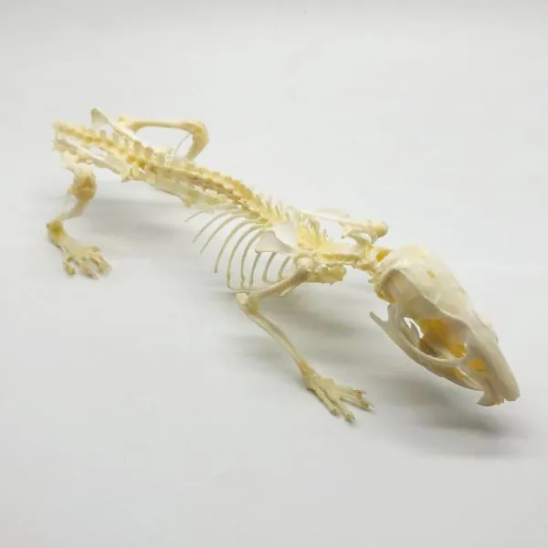 Common Rat Rattus norvegicus Full Skeleton - TaxidermyArtistry