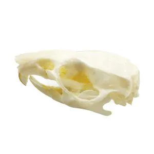 Common Rat Skull Rattus norvegicus - TaxidermyArtistry