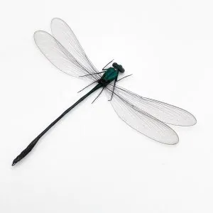 Damselfly (vestalis amoena) Specimen - TaxidermyArtistry