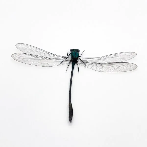 Damselfly (vestalis amoena) Specimen - TaxidermyArtistry