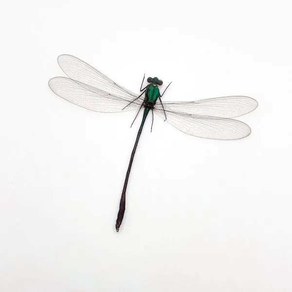 Damselfly (vestalis amoena) Specimen - TaxidermyArtistry