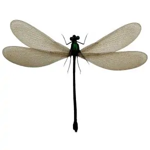 Damselfly (Vestalis luctuosa) (F) Insect Specimen - TaxidermyArtistry