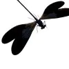 Damselfly (Vestalis luctuosa) (M) Insect Specimen - TaxidermyArtistry