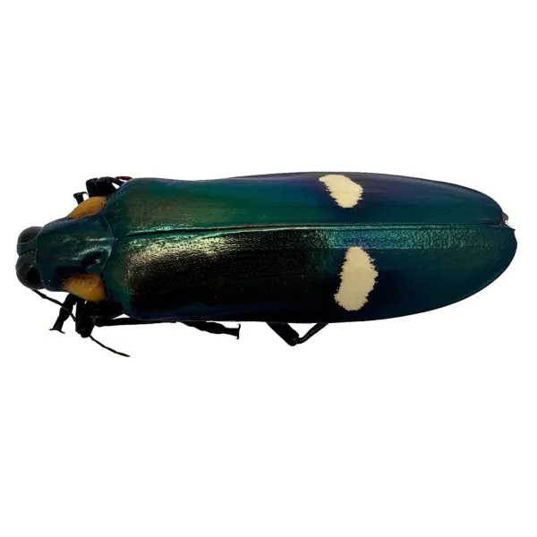 Dark Green Metallic wood-boring Beetle (Megaloxantha bicolor assamensis) - TaxidermyArtistry