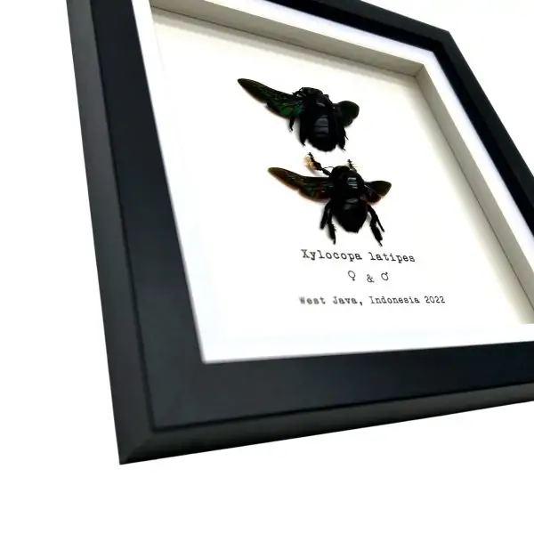 Double Tropical Carpenter Bee Female and Male (Xylocopa latipes) Frame - TaxidermyArtistry