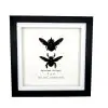 Double Tropical Carpenter Bee Female and Male (Xylocopa latipes) Frame - TaxidermyArtistry