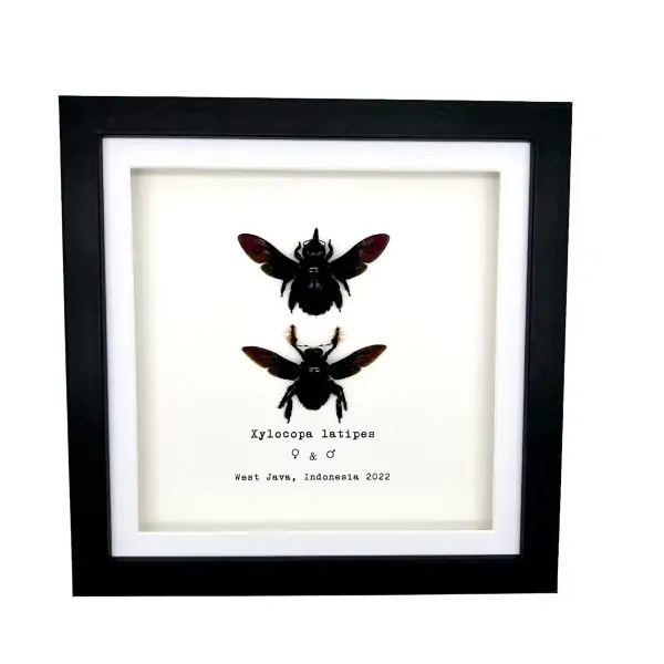 Double Tropical Carpenter Bee Female and Male (Xylocopa latipes) Frame - TaxidermyArtistry
