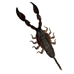 Dwarf Wood Scorpion (Liocheles australasiae) - TaxidermyArtistry