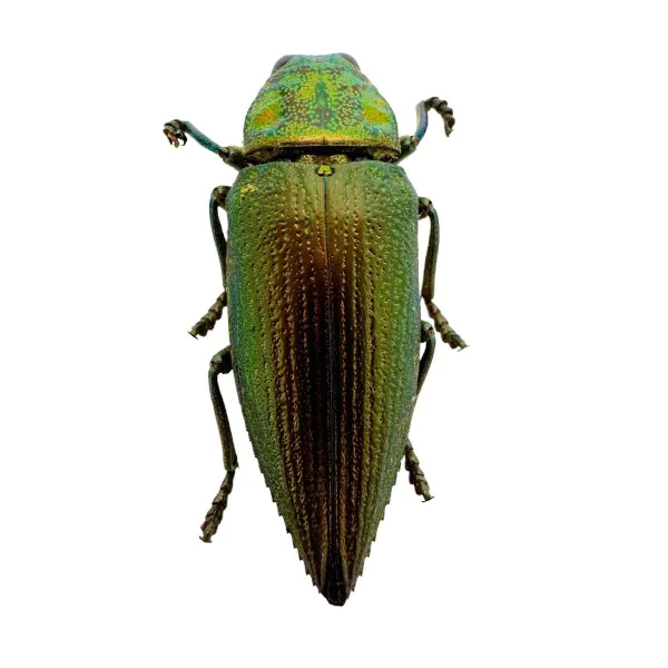 Emerald Jewel Beetle (Chrysodema foraminifera) Insect - TaxidermyArtistry