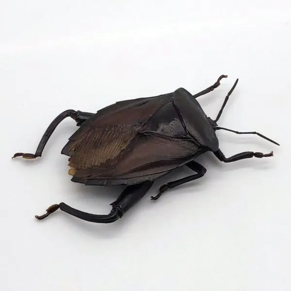 Entomology Insect (Euthenestes robustus) True Bug - TaxidermyArtistry