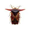 Entomology Shield Bug (Pygoplatys lancifer) - TaxidermyArtistry