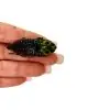 False-eyed Jewel Beetle (Lampropepla rothschildi) - TaxidermyArtistry