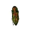 False-eyed Jewel Beetle (Lampropepla rothschildi) - TaxidermyArtistry