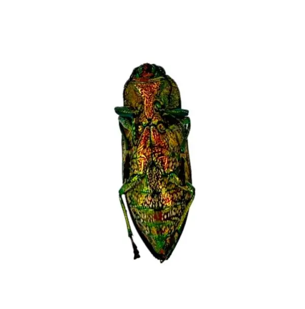 False-eyed Jewel Beetle (Lampropepla rothschildi) - TaxidermyArtistry
