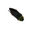 False-eyed Jewel Beetle (Lampropepla rothschildi) - TaxidermyArtistry