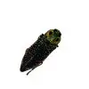 False-eyed Jewel Beetle (Lampropepla rothschildi) - TaxidermyArtistry