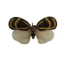 Flatidae Bythopsyrna ebonfana butterfly (SPREAD) Insect Entomology Specimen - TaxidermyArtistry