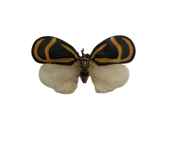 Flatidae Bythopsyrna ebonfana butterfly (SPREAD) Insect Entomology Specimen - TaxidermyArtistry