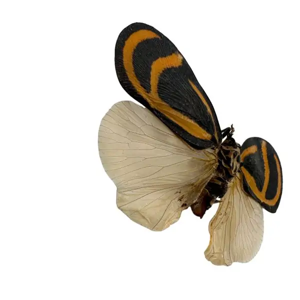 Flatidae Bythopsyrna ebonfana butterfly (SPREAD) Insect Entomology Specimen - TaxidermyArtistry