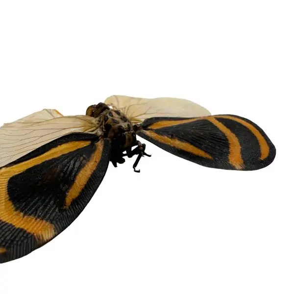 Flatidae Bythopsyrna ebonfana butterfly (SPREAD) Insect Entomology Specimen - TaxidermyArtistry