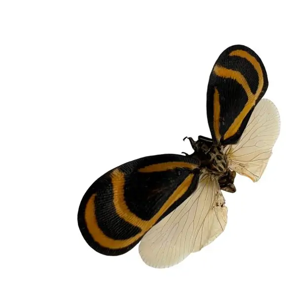 Flatidae Bythopsyrna ebonfana butterfly (SPREAD) Insect Entomology Specimen - TaxidermyArtistry