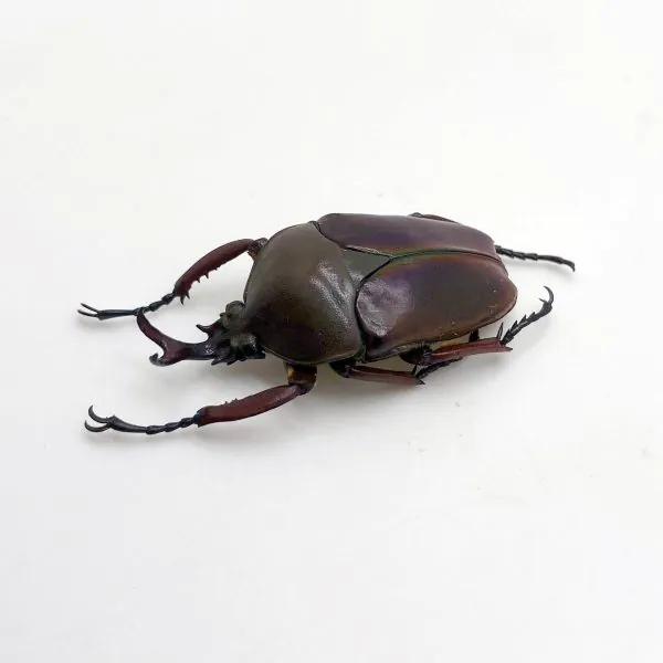 Flower Beetle (eudicella smithi shiratica) Insect - TaxidermyArtistry