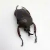 Flower Beetle (eudicella smithi shiratica) Insect - TaxidermyArtistry