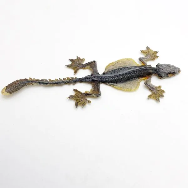 Flying Gecko Lizard SP (Ptychozoon kuhli) from Indonesia - TaxidermyArtistry