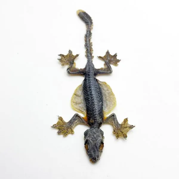 Flying Gecko Lizard SP (Ptychozoon kuhli) from Indonesia - TaxidermyArtistry