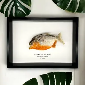 Framed Red Bellied Predator Piranha (Pygocentrus nattereri) Black - TaxidermyArtistry