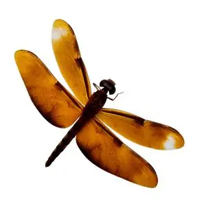 Fulvous Forest Skimmer Dragonfly (Neurothemis fulvia) (F) - TaxidermyArtistry