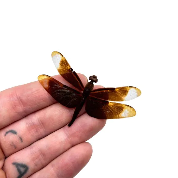 Fulvous Forest Skimmer Dragonfly (Neurothemis fulvia) (M) - TaxidermyArtistry