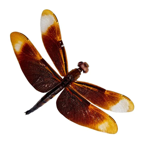 Fulvous Forest Skimmer Dragonfly (Neurothemis fulvia) (M) - TaxidermyArtistry