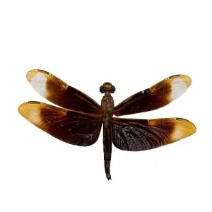 Fulvous Forest Skimmer Dragonfly (Neurothemis fulvia) (M) - TaxidermyArtistry