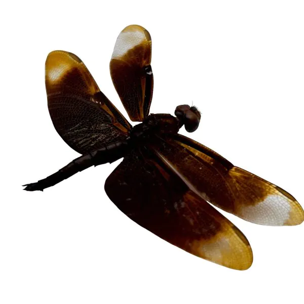 Fulvous Forest Skimmer Dragonfly (Neurothemis fulvia) (M) - TaxidermyArtistry