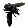 Giant Black Tropical Carpenter Bee Xylocopa Latipes (F) - TaxidermyArtistry