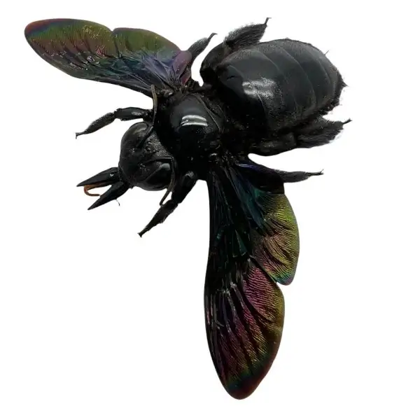 Giant Black Tropical Carpenter Bee Xylocopa Latipes (F) - TaxidermyArtistry