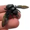 Giant Black Tropical Carpenter Bee Xylocopa Latipes (F) - TaxidermyArtistry