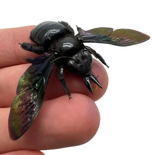 Giant Black Tropical Carpenter Bee Xylocopa Latipes (F) - TaxidermyArtistry