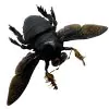 Giant Black Tropical Carpenter Bee Xylocopa Latipes (M) - TaxidermyArtistry