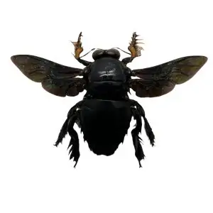 Giant Black Tropical Carpenter Bee Xylocopa Latipes (M) - TaxidermyArtistry