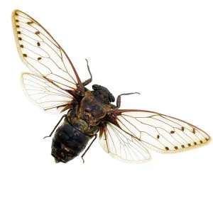 Giant Cicada (Pomponia merula) (16-18cm) - TaxidermyArtistry