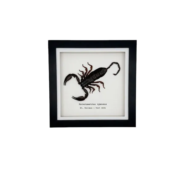 Giant Forest Scorpion (Heterometrus cyaneus) Framed Specimen - TaxidermyArtistry