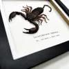 Giant Forest Scorpion (Heterometrus cyaneus) Framed Specimen - TaxidermyArtistry