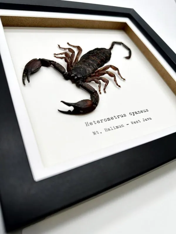 Giant Forest Scorpion (Heterometrus cyaneus) Framed Specimen - TaxidermyArtistry