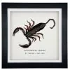 Giant Forest Scorpion (Heterometrus cyaneus) Framed Specimen - TaxidermyArtistry