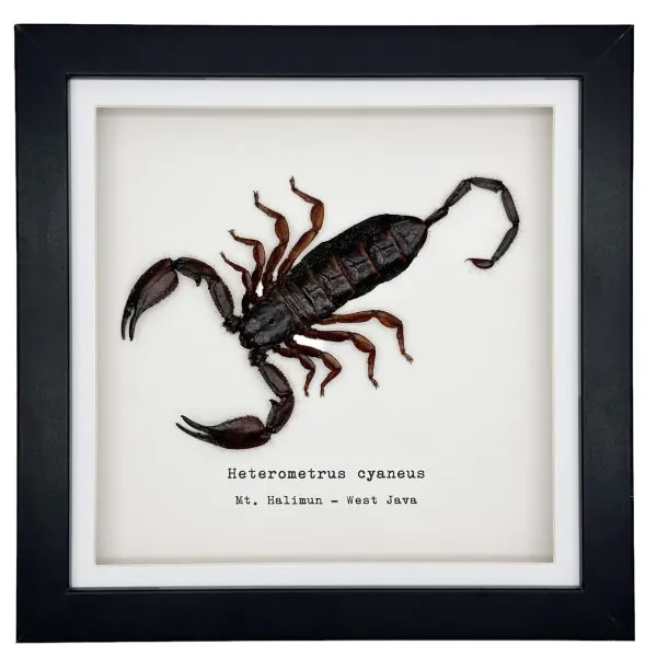 Giant Forest Scorpion (Heterometrus cyaneus) Framed Specimen - TaxidermyArtistry