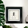 Giant Forest Soldier Ant Frame (Camponotus gigas) - TaxidermyArtistry