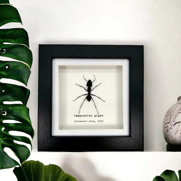 Giant Forest Soldier Ant Frame (Camponotus gigas) - TaxidermyArtistry